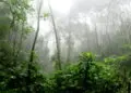 mistérios da amazônia que ainda intrigam cientistas hoje