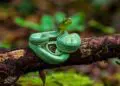 jararaca verde amazonia