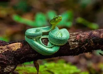 jararaca verde amazonia