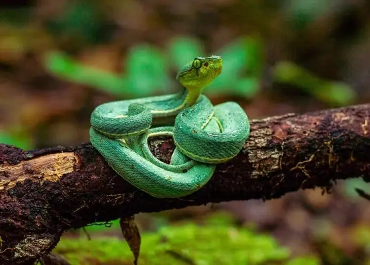 jararaca verde amazonia