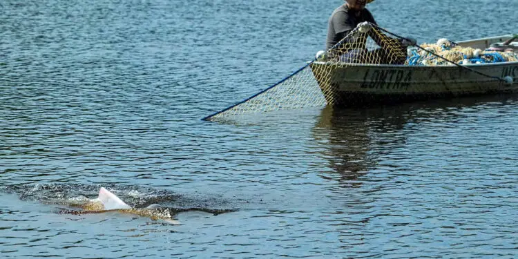 projeto usa tecnologia e ajuda de ribeirinhos para proteger botos de secas extremas no amazonas