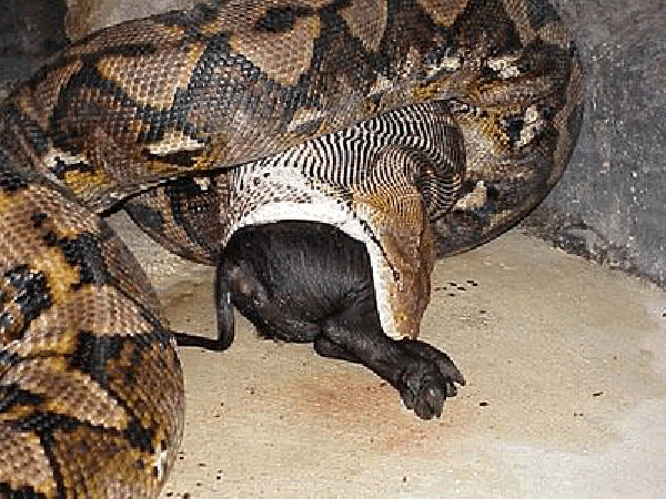 Anaconda flagrada engolindo um animal
