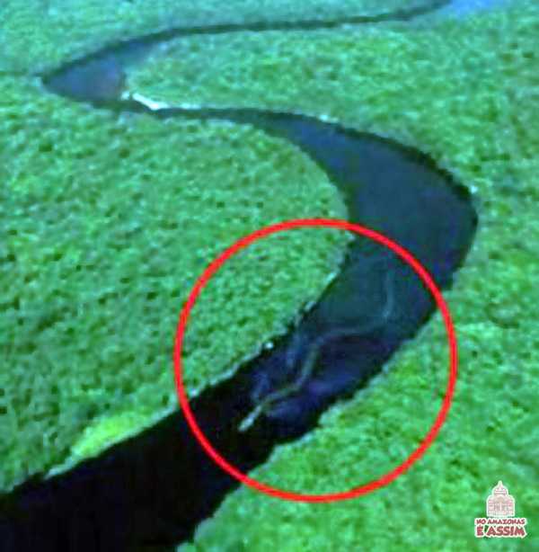 Anaconda flagrada no meio do Rio Amazonas