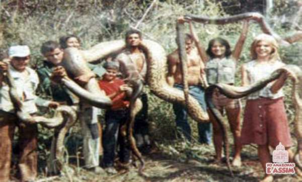 Anaconda flagrada no meio da Floresta Amazônica