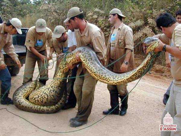 Corpo de Bombeiros recolhendo uma Anaconda