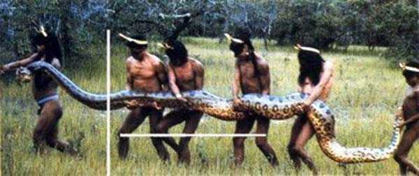 Anaconda sendo recolhida por tribos indígenas da Amazônia