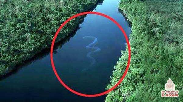 Anaconda flagrada no meio do Grande Rio Amazonas