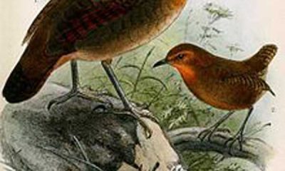 O uirapuru-verdadeiro (Cyphorhinus aradus) é uma ave canora conhecida pelo seu canto particularmente elaborado, o que justifica que também seja conhecido vulgarmente como músico ou corneta. Ilustração de Keulemans, 1881