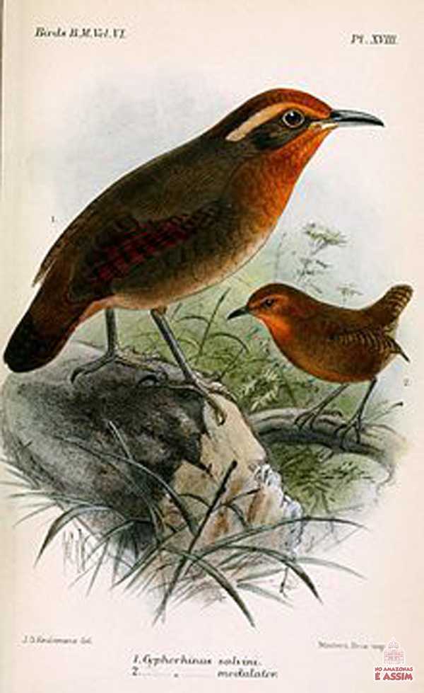 O uirapuru-verdadeiro (Cyphorhinus aradus) é uma ave canora conhecida pelo seu canto particularmente elaborado, o que justifica que também seja conhecido vulgarmente como músico ou corneta. Ilustração de Keulemans, 1881