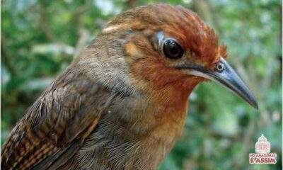 O termo é originário da língua Tupi-guarani "wirapu 'ru" e aplica-se ainda a outros trogloditíneos e pipríneos amazônicos. É famoso pelo seu canto e pelas lendas que o envolvem.