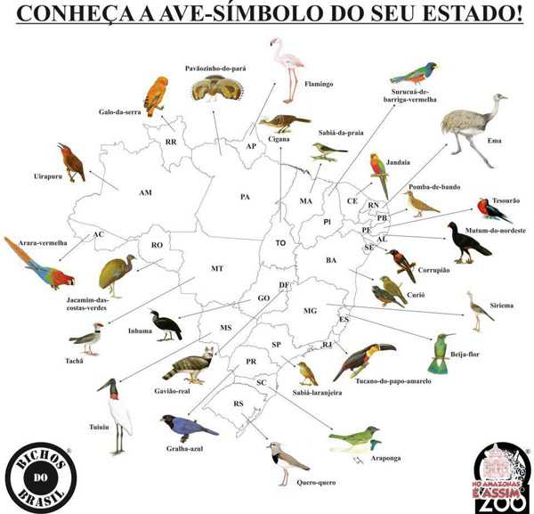 O Uirapuru é a ave-símbolo do Amazonas