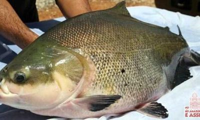 Tambaqui (Colossoma macropomum), também chamado de Pacu Vermelho, é um peixe de escamas com corpo romboidal, nadadeira adiposa curta com raios na extremidade; dentes molariformes e rastros branquiais longos e numerosos.