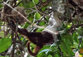 Jiboia ataca e engole macaco inteiro na Amazônia