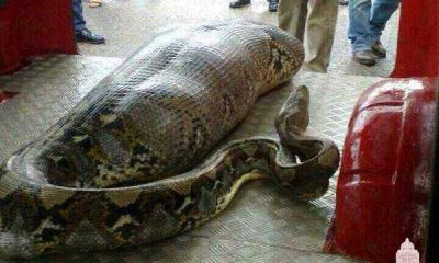 Mitos e Verdades sobre a Cobra Grande ou Anaconda