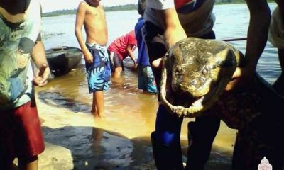 Ribeirinhos de uma comunidade do Miriti, localizada no município de Barcelos, no Amazonas, dizem ter encontrado uma cobra (sucuri) nesta semana.