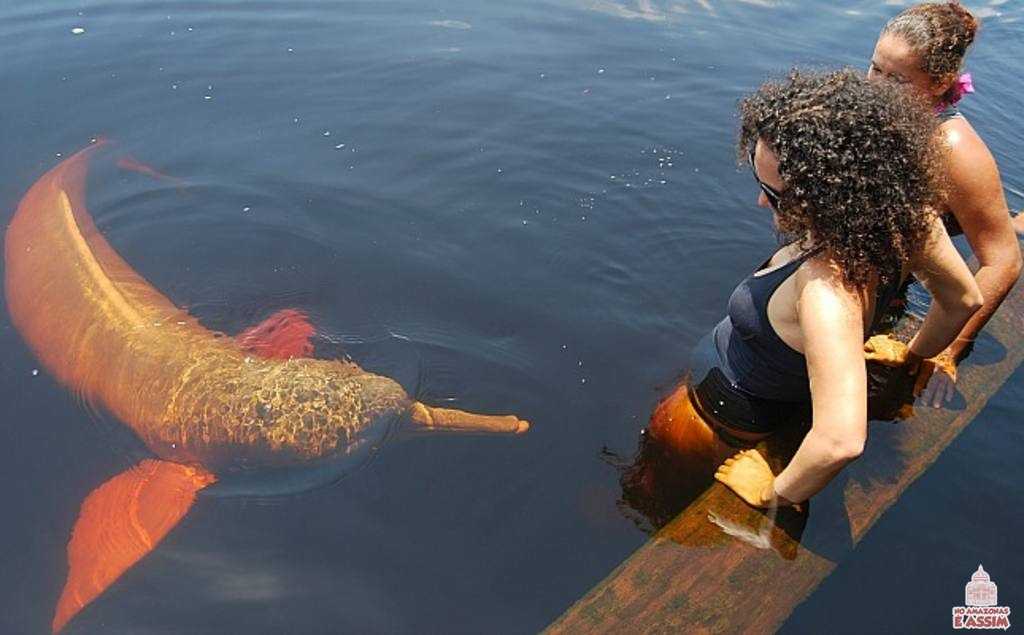 Boto-vermelho em Novo Airão, no interior do Amazonas. Foto: Leo Albuquerque/ICMBio