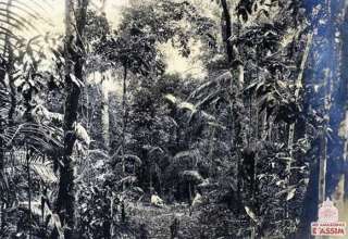 Manaus Antigamente em 1920