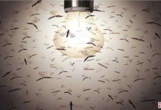 Por que os mosquitos são atraídos pelas lâmpadas?