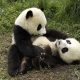Ursos Pandas são extintos do Amazonas