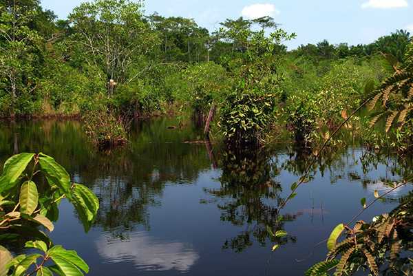 Lago do Janauari