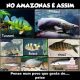 peixes amazônicos