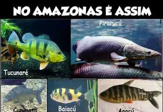 peixes amazônicos