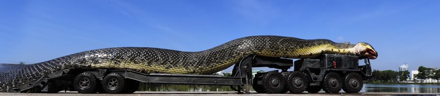 A maior cobra do mundo ja capturada pelo exercito (5)