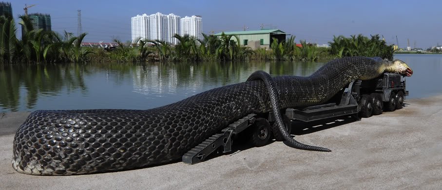 A maior cobra do mundo ja capturada pelo exercito (8)