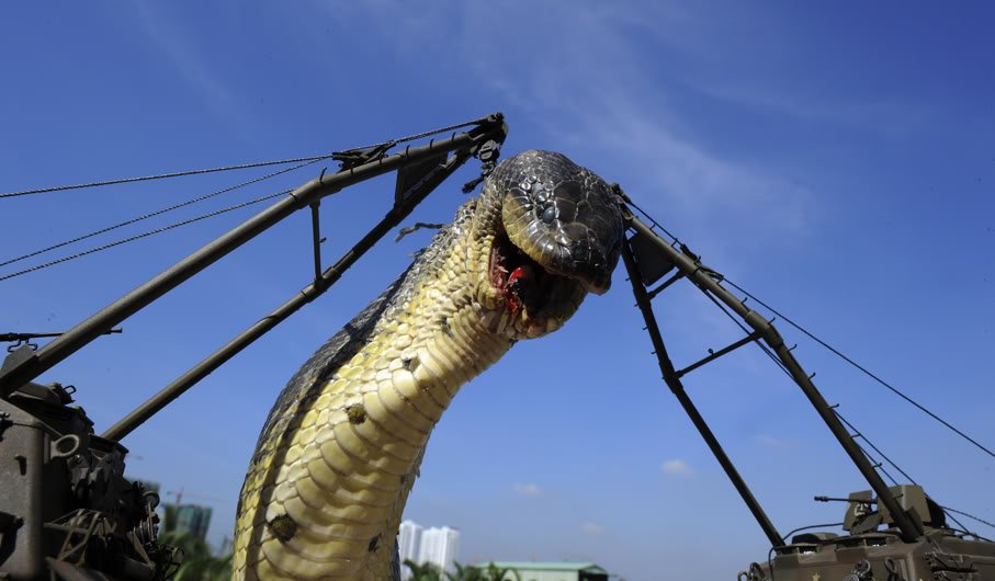 A maior cobra do mundo ja capturada pelo exercito (9)