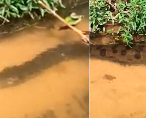 Vídeo : Anaconda é flagrada enquanto passeava em igarapé