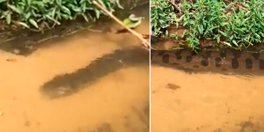 Vídeo : Anaconda é flagrada enquanto passeava em igarapé