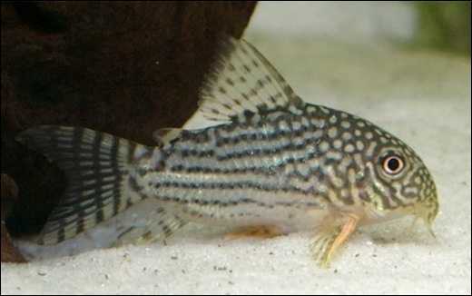 Coridora, limpa-fundo / Corydoras sp (Foto: Wikimedia Commons)