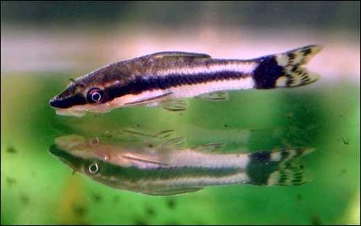 Limpa-vidros / Otocinclus affinis e Otocinclus vittatus
