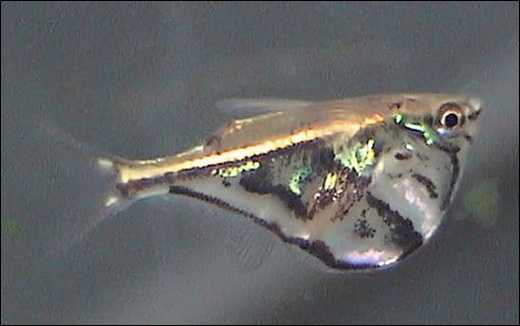 Peixe-borboleta / Carnegiella strigata (Foto: Wikimedia Commons)