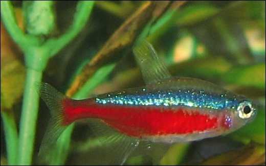 Tetra Cardinal, Neon Cardinal, NeonParacheirodon axelrodi (Foto: Wikimedia Commons)