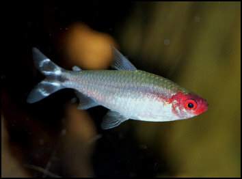 Rodóstomus, rodóstomus falso / Hemigrammus bleheri(Foto: Wikimedia Commons)