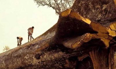 Árvore mais antiga do mundo é derrubada “acidentalmente” na Amazônia