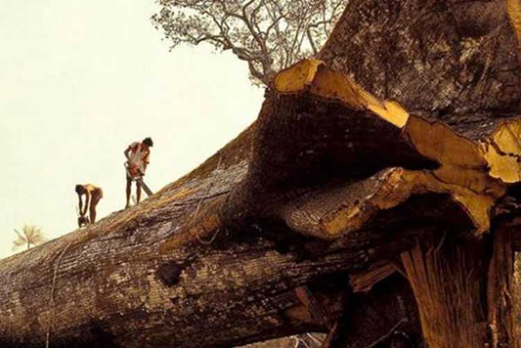 Árvore mais antiga do mundo é derrubada “acidentalmente” na Amazônia