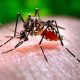Aedes Albopictos transmissor da Chikungunya