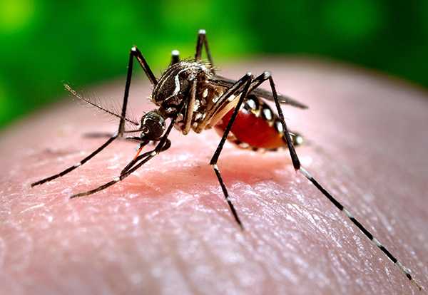Aedes Albopictos transmissor da Chikungunya