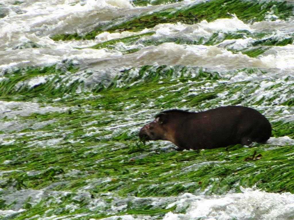 Cachoeira do Monte Cristo em Apuí Foto: Izac Theobald