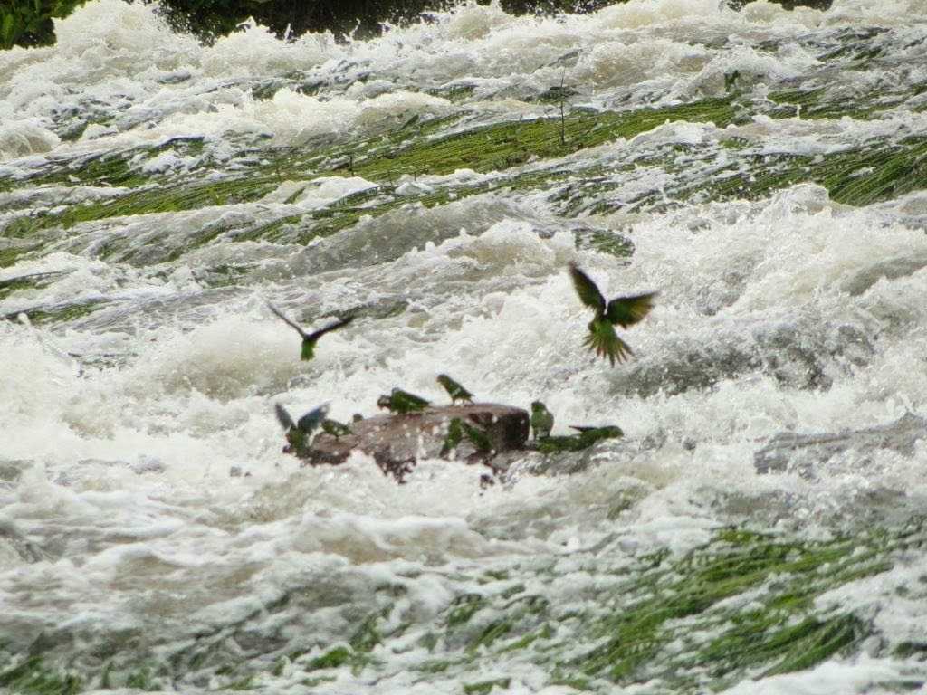 Cachoeira do Monte Cristo em Apuí Foto: Izac Theobald