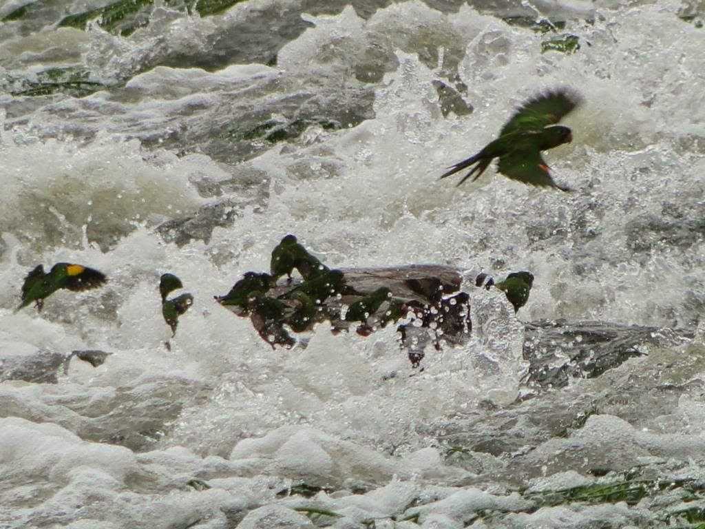 Cachoeira do Monte Cristo em Apuí Foto: Izac Theobald