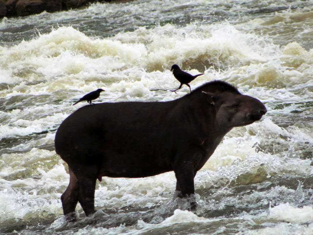 Cachoeira do Monte Cristo em Apuí Foto: Izac Theobald