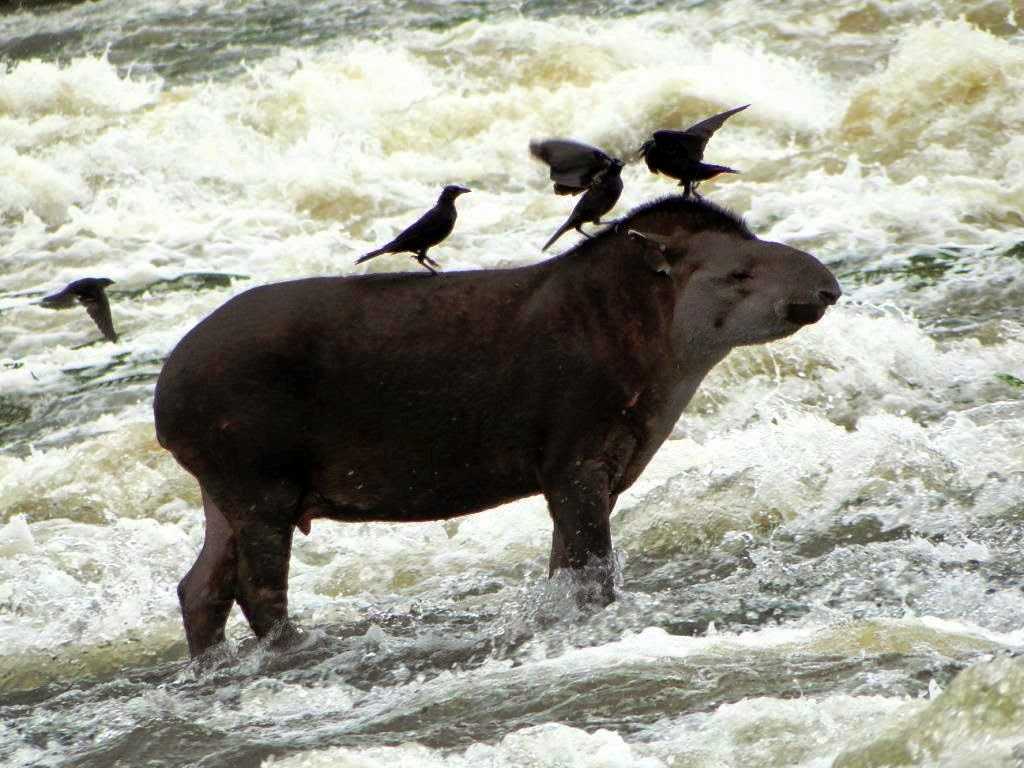 Cachoeira do 48 em Apuí Foto: Izac Theobald