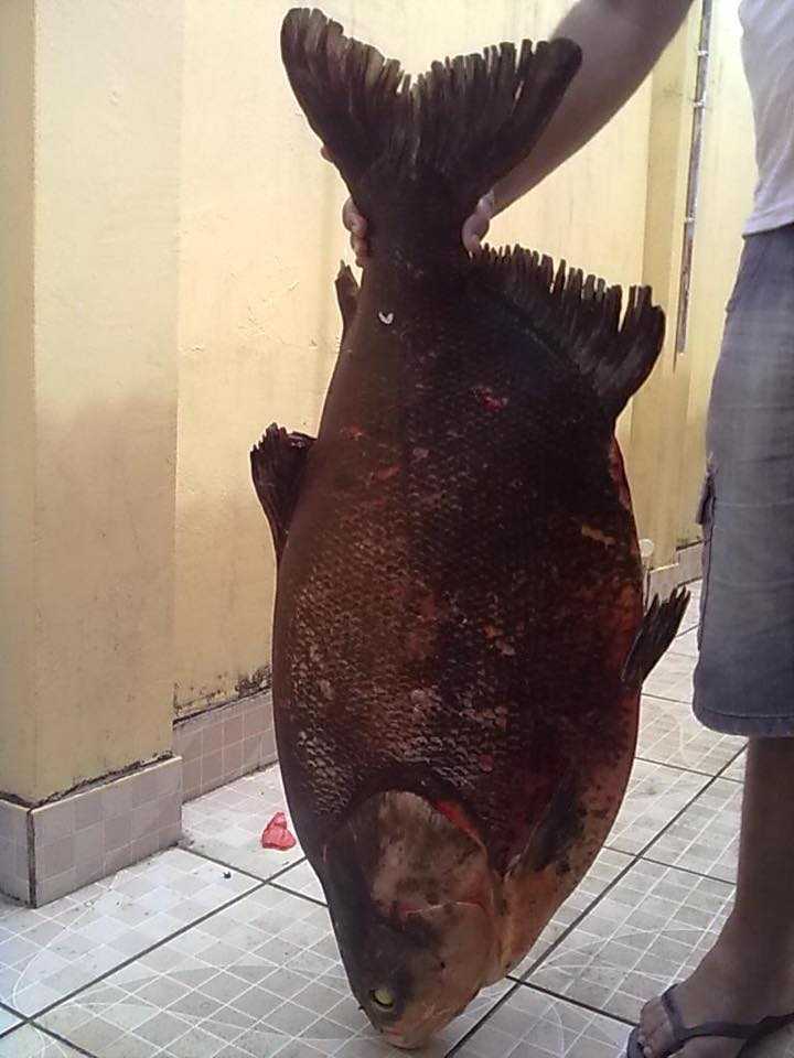 Tambaqui de 45 Kg foi pescado no alto do Rio Purus