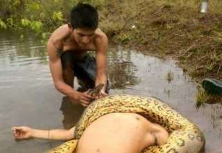Anaconda ataca na Comunidade Terra Preta do Limão - Barreirinha, AM