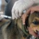 Alunos de Veterinárias da Nilton Lins e Semsa Realizam Campanha de Vacinação Canina