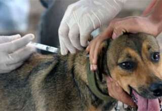 Alunos de Veterinárias da Nilton Lins e Semsa Realizam Campanha de Vacinação Canina