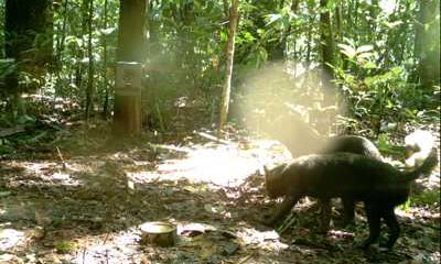 Mamirauá divulga registros de cachorro selvagem raro encontrado na Amazônia